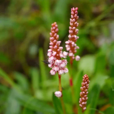 <em>Bistorta (Persicaria) affinis</em> 'Superba' <br> (Himalayan Bistort, 1-Litre Plants)