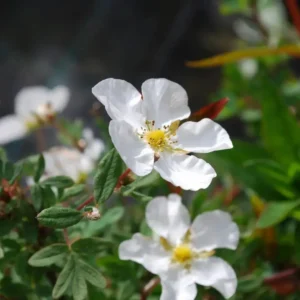 Potentilla dahurica 'Abbotswood'