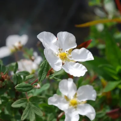 <em>Potentilla dahurica</em> 'Abbotswood'