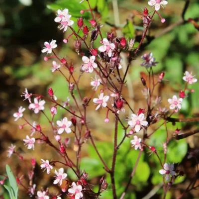 <em>Saxifraga x urbium</em>