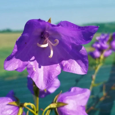 <em>Campanula persicifolia</em> 'Takion Blue'
