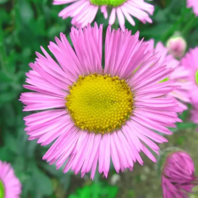 <em>Erigeron speciosus</em> 'Pink Jewel'