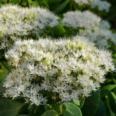 <em>Hylotephium (Sedum) spectabile</em> 'Iceberg'