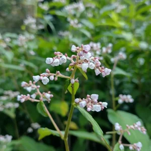 Persicaria campanulata