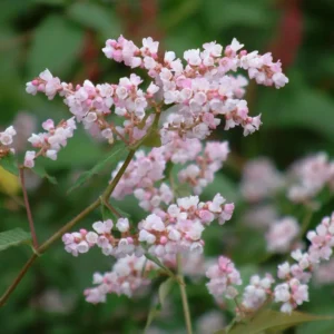 Persicaria campanulata