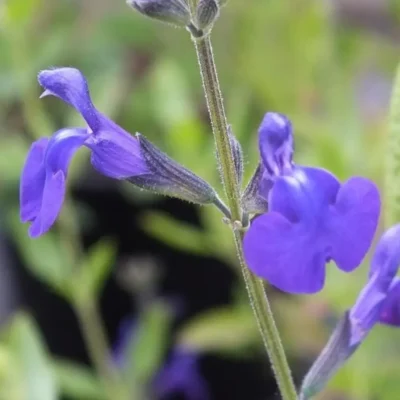<em>Salvia greggii</em> 'Purple Queen'