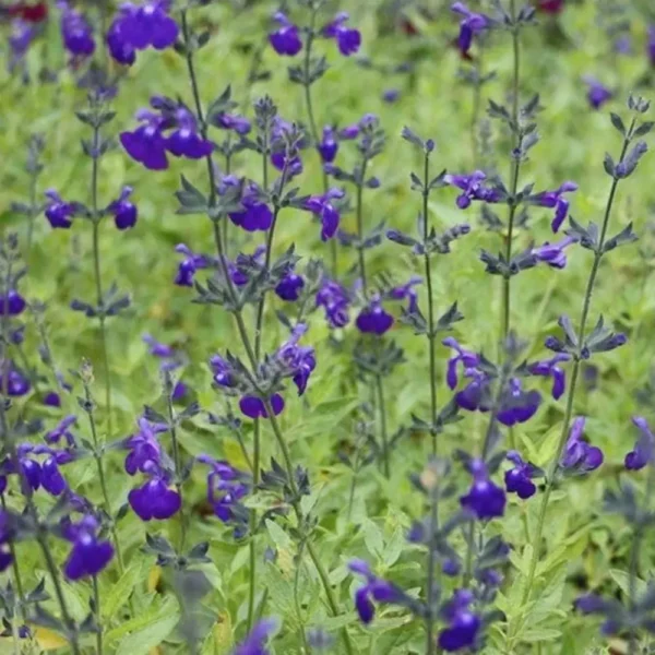 Saliva greggii 'Purple Queen'