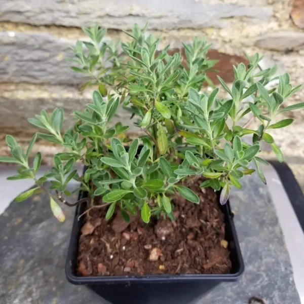 Salvia greggii 'Purple Queen', 2 litre container