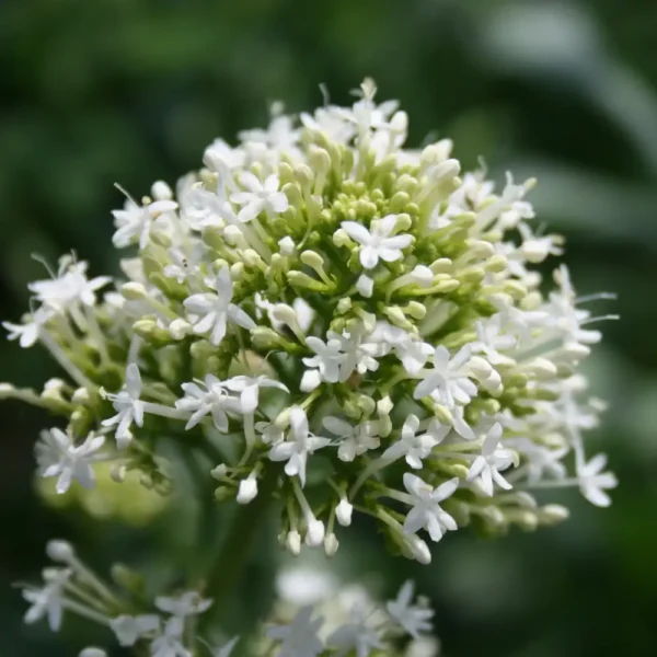 Centranthus ruber 'Snow Cloud'