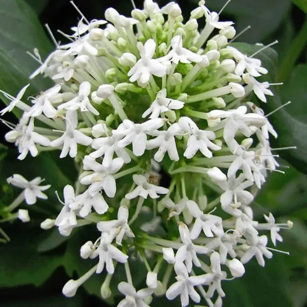 Centranthus ruber 'Snow Cloud'