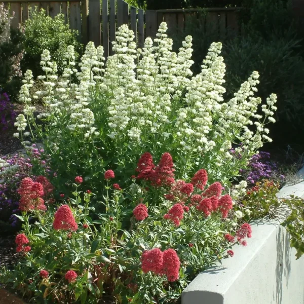 Centranthus ruber 'Snow Cloud'