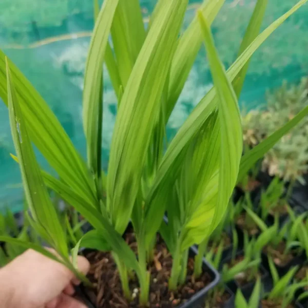 Crocosmia 'Lucifer', 2 litre container