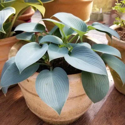 <em>Hosta</em> 'Halycon'