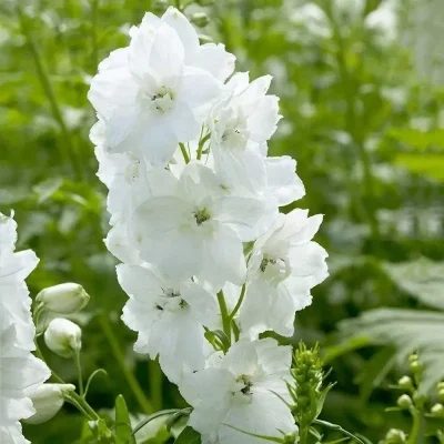 <em>Delphinium elatum</em> 'Christine Harbutt'