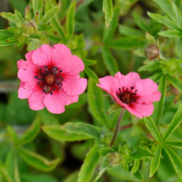 Potentilla nepalensis 'Miss Willmott'