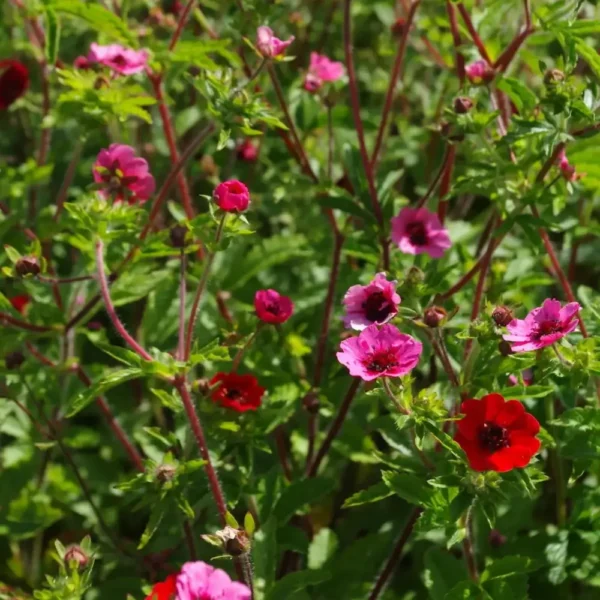 Potentilla nepalensis 'Miss Willmott'