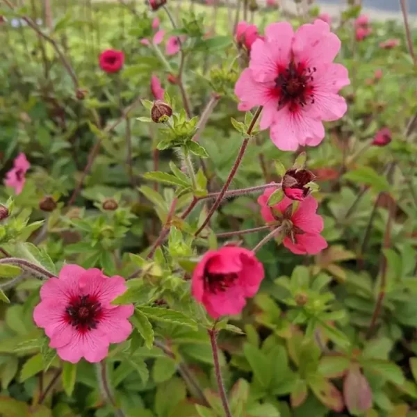 Potentilla nepalensis 'Miss Willmott'