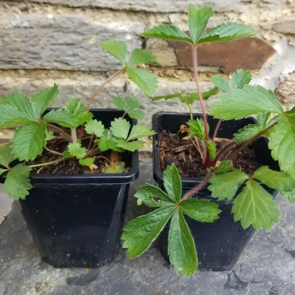 Potentilla nepalensis 'Miss Willmott' 2 x 1 litre