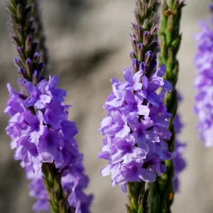 Verbena hastata