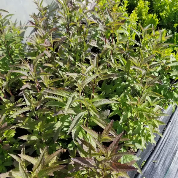 Verbena hastata, 2 litre containers