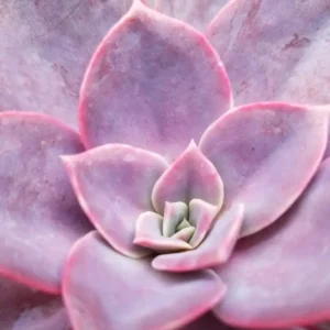 Echeveria 'Pollux'