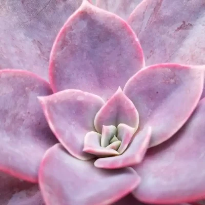 <em>Echeveria</em> 'Pollux'