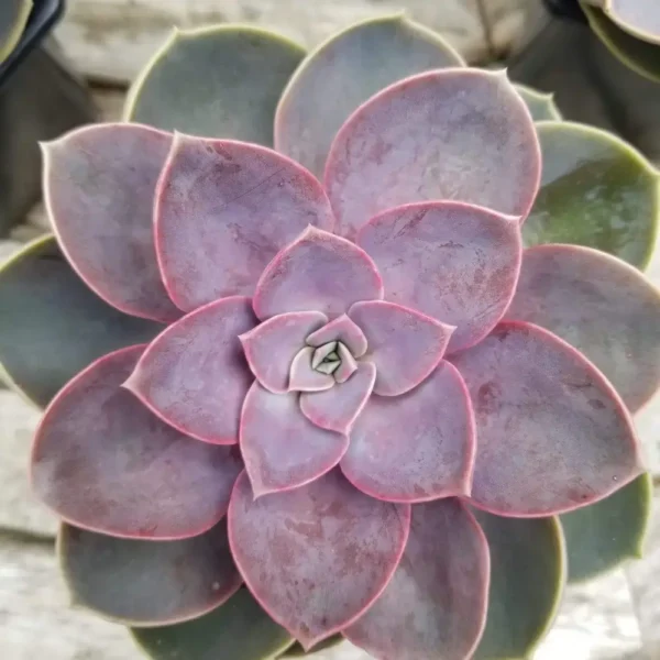 Echeveria 'Pollux'