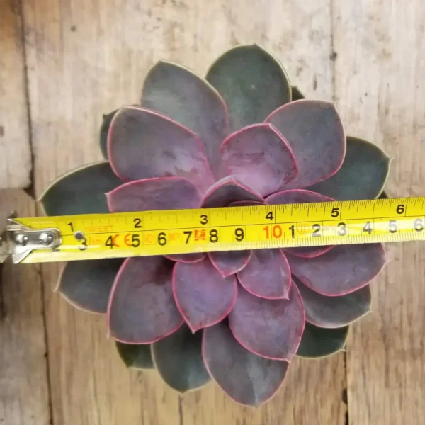 Echeveria 'Pollux'