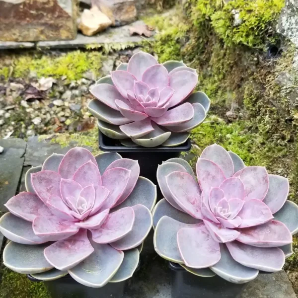 Echeveria 'Pollux' 3x9cm containers