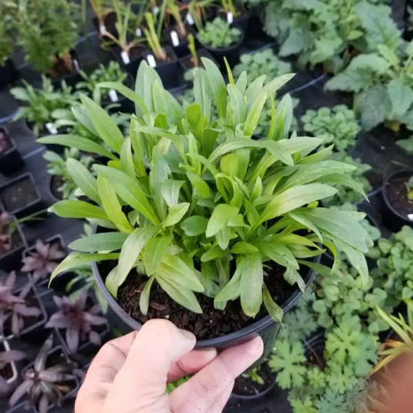 Erigeron speciosus 'Azure Fairy', 2 litre container