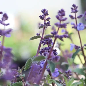 Nepeta mussinii