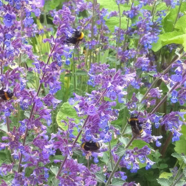 Nepeta mussinii