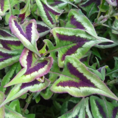 <em>Persicaria runcinata</em> 'Purple Fantasy' (2x one-litre plants)