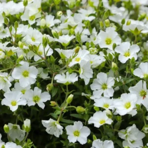 Arenaria montana