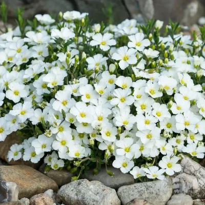 <em>Arenaria montana</em>