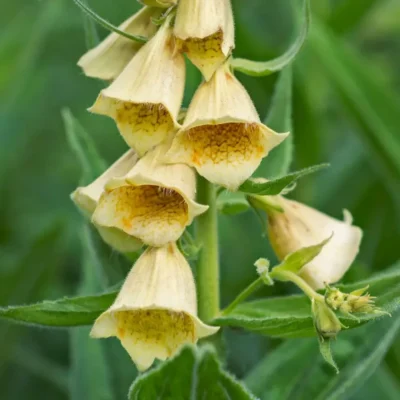 <em>Digitalis grandiflora</em> 'Carillon'