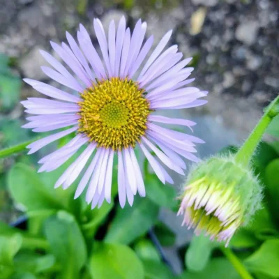 <em>Erigeron alpinus</em>