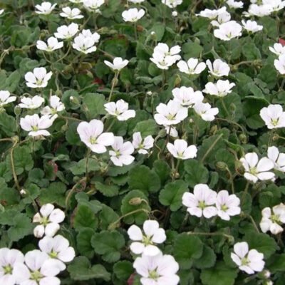 <em>Erodium x variabile</em> 'Bishops White'