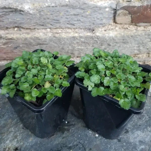 Erodium x variabile 'Bishops White', 1 litre containers