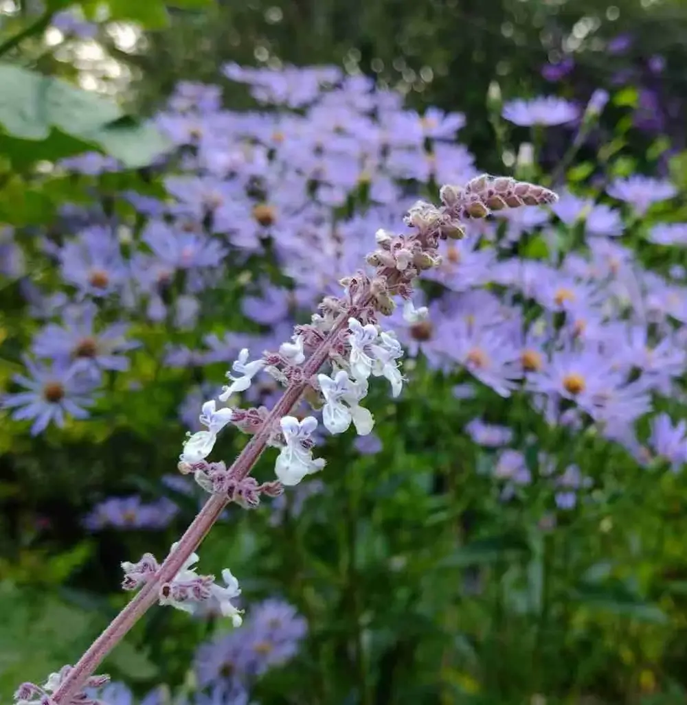 The nursery photograph 2