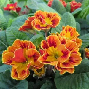 Primula 'Castillian'