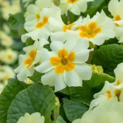 <em>Primula vulgaris</em> 'Everlast'