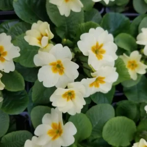 Primula 'Everlast'