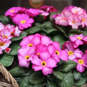 Primula 'Tinkerbell'