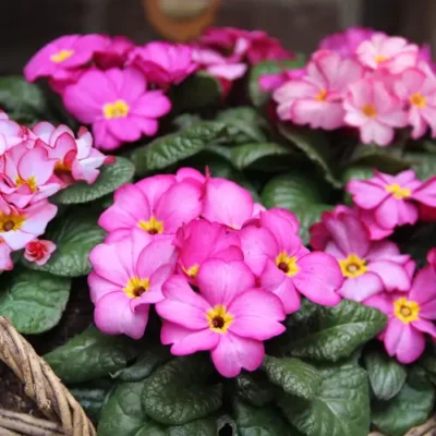 <em>Primula vulgaris</em> 'Tinkerbell'