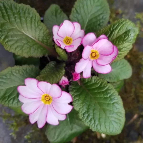 Primula 'Tinkerbell'