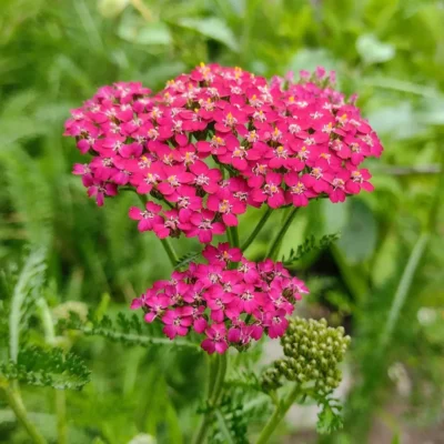 <em>Achillea millefolium</em> 'Cassis'