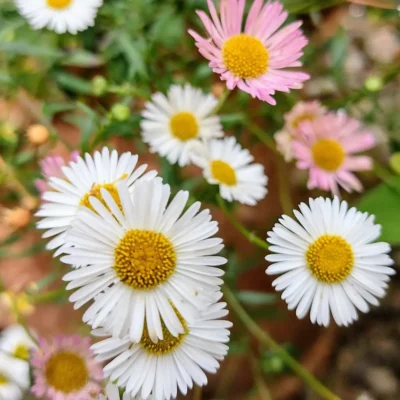 <em>Erigeron karvinskianus</em>