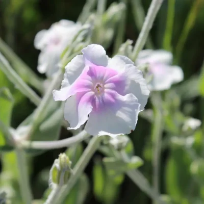 <em>Lychnis coronaria</em> 'Angel's Blush'