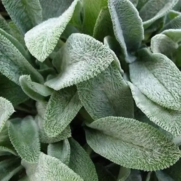 Stachys byzantina